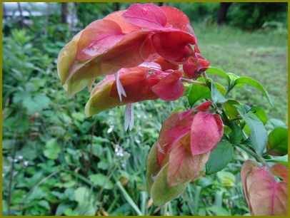 令和３年６月８日 小海老草跳ねて天衝く梅雨晴間 花の歳時記 天南星の魅力 山野草 楽天ブログ