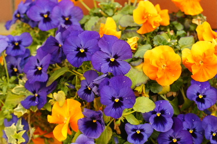 2013_0405ﾊﾟﾝｼﾞｰ0013.JPG