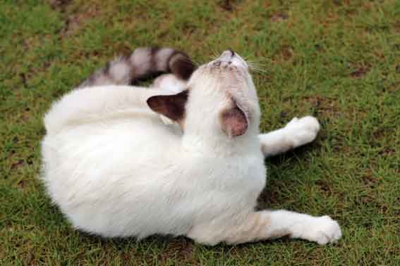 我が家のニャンコ♪2013/8/30-2