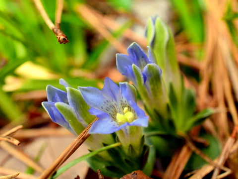 フデリンドウの花-2