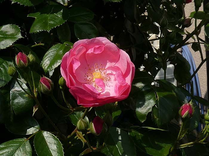 バラの初開花は アンジェラ はじめ11品種 変わってくるバラ庭 バラの美と香りを求めて 楽天ブログ