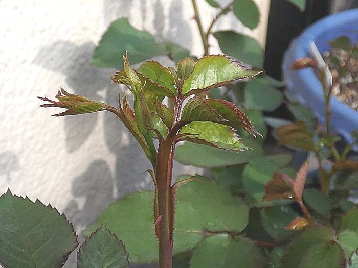 増えてきたバラの初蕾 新芽の脇芽かき バラの美と香りを求めて 楽天ブログ