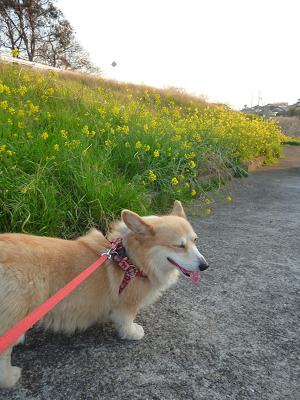 かりん11