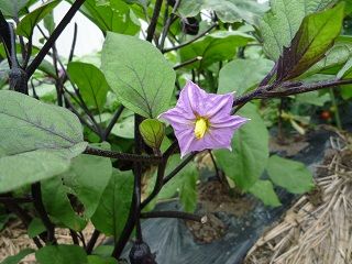 野菜の花 彡きれい 彡 わたしのブログ By なでしこ１９４９ 楽天ブログ