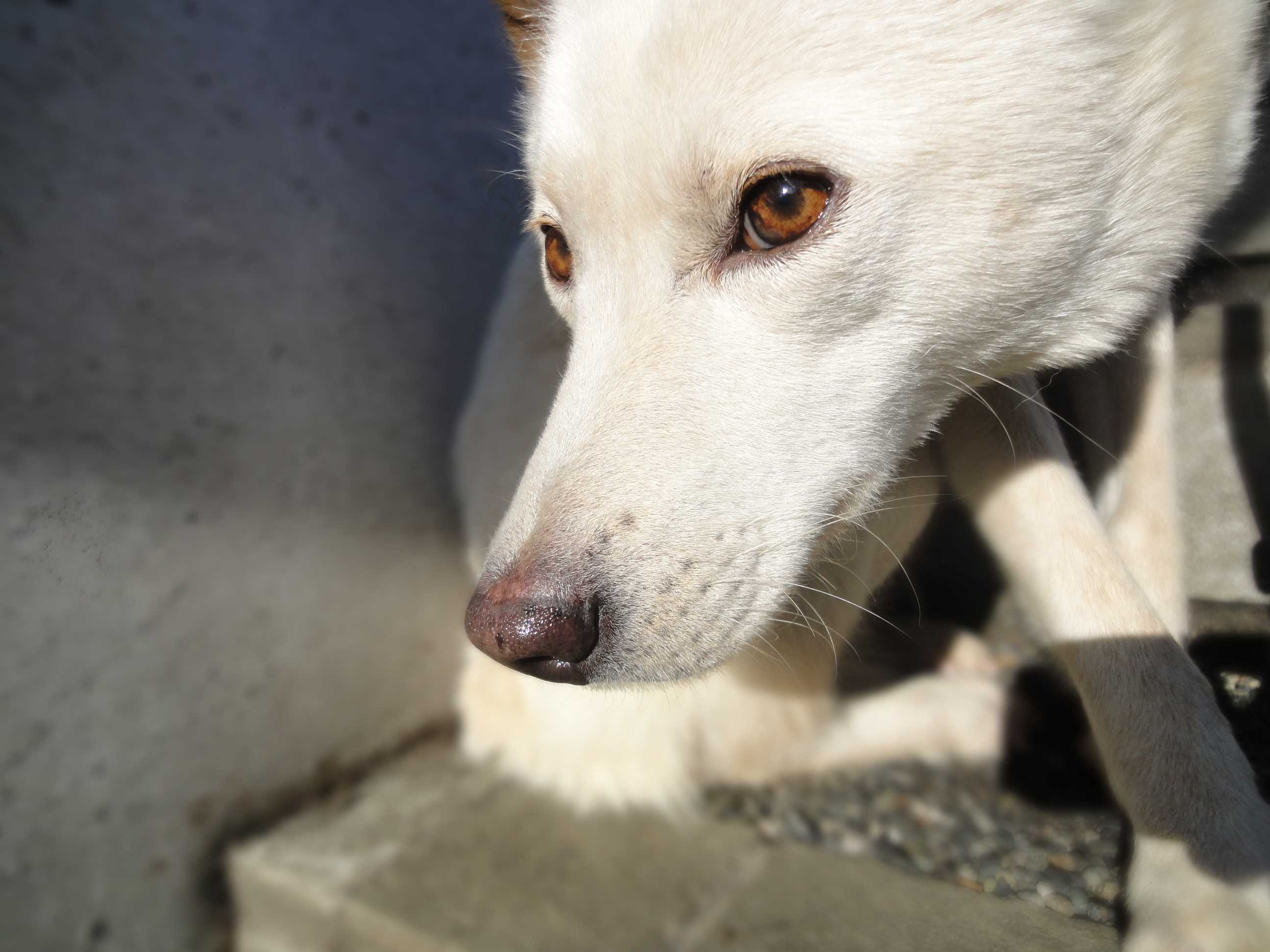 空美の容姿 ビアビコ家の保護犬たち 楽天ブログ