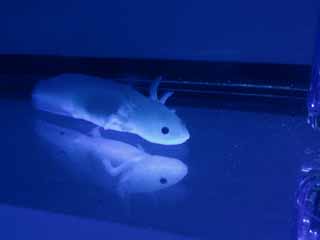 オアシス ブルー プラネット