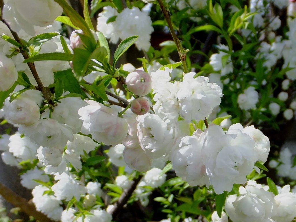 松月桜 Isamuの写真俳句 四季の森空間 楽天ブログ