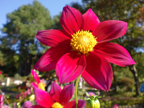 花の文化園ダリア.jpg