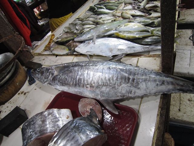 セブ島 釣り フィッシング リタイア生活 セブ島のひま人 楽天ブログ