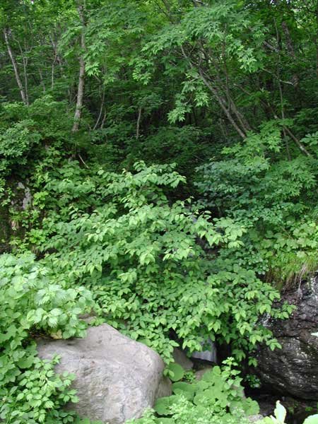 jiseiti-2.jpg
