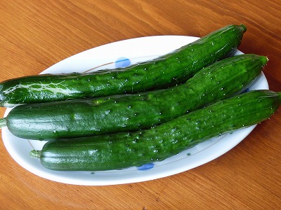 家のきゅうり