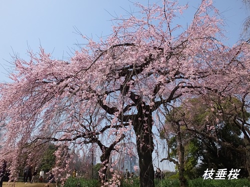 枝垂桜