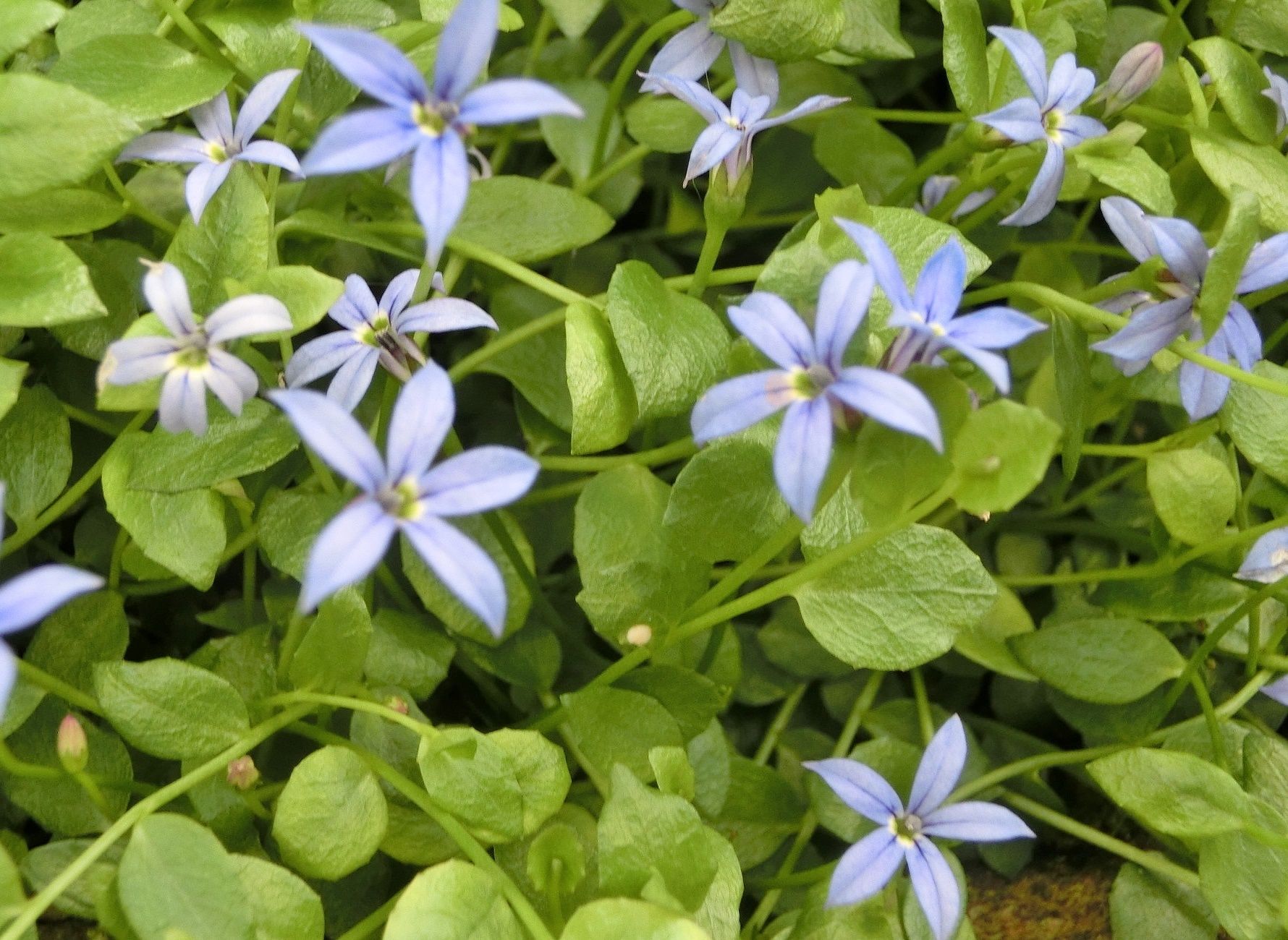 京都府立植物園で見た花 デルフィニウム ロベリア他 だい のひとりごと 楽天ブログ 京都府立植物園で見た花 デルフィニウム ロベリア他 だい のひとりごと 楽天ブログ