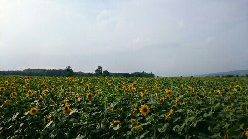 rblog-20150902164518-04.jpg