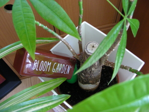 2017-04-20hana1 (2).JPG