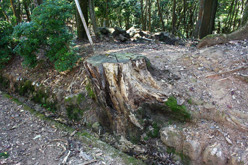 若草山　27.10.19-4_edited-1.jpg