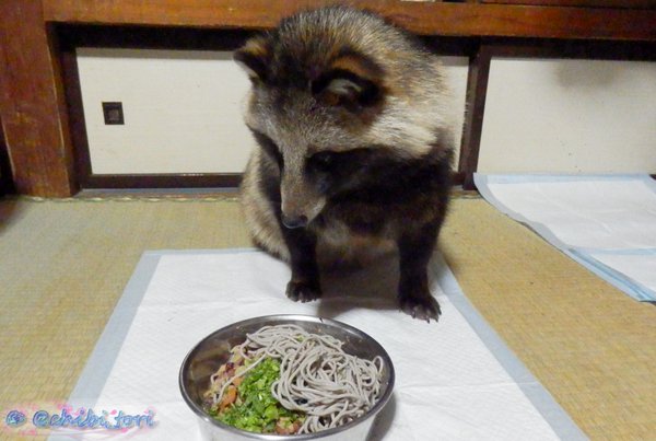 たぬきのたぬき蕎麦１