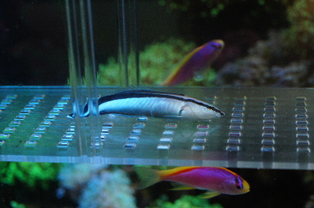 2015_0725ﾎﾝｿﾒﾜｹﾍﾞﾗ捕獲0015.JPG