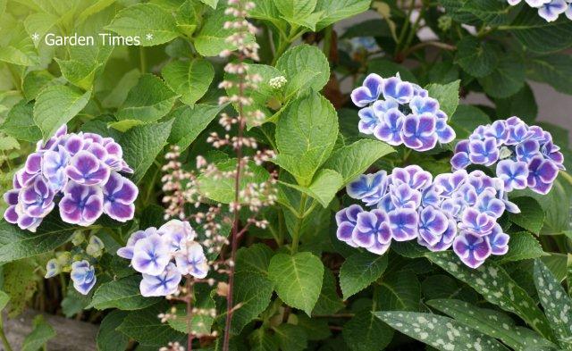 Hydrangea　Bavaria