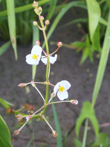 花と花柄の一部