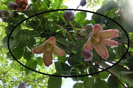 ハンショウヅル