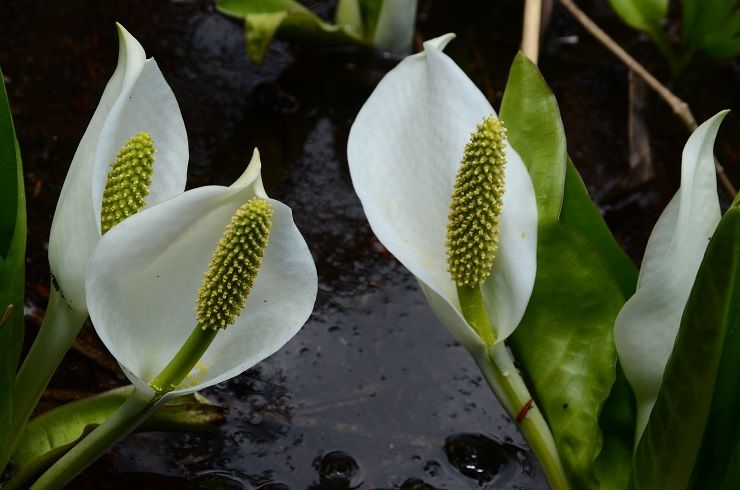 尾瀬の花 東北地方の山と花 頑張れ東北 頑張れ日本 楽天ブログ