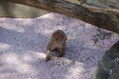 井の頭自然文化園