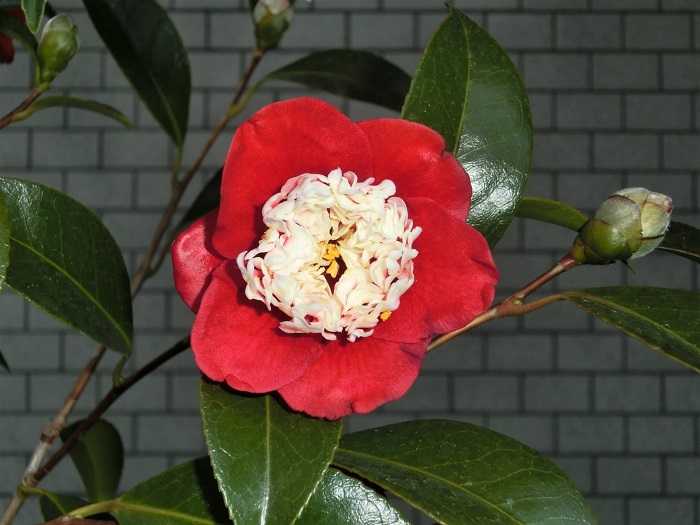 椿 白芯卜伴 椿に夢中 楽天ブログ