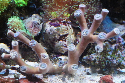 2014_0702ｳｲｽｶｰｽﾞ､ﾏﾒｽﾅ0020.JPG