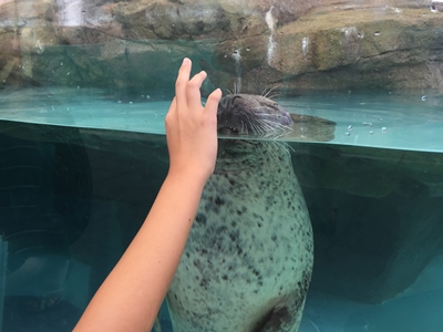 ゴマフアザラシ