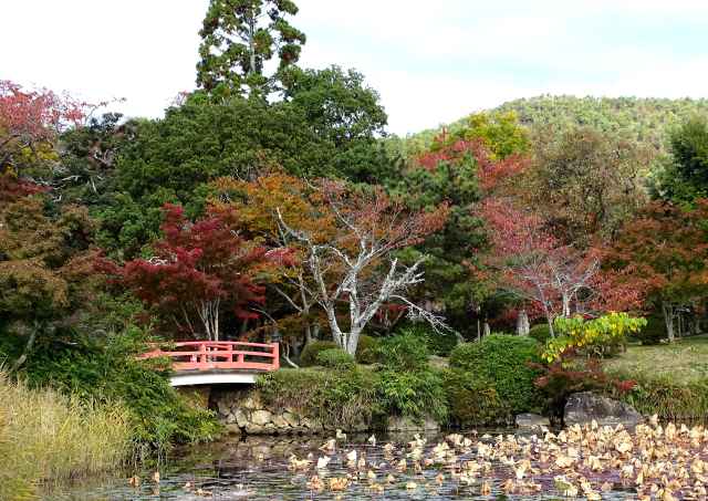 大覚寺 紅葉に染まる大沢池  お散歩うさぎさんのブログ 《京都・いろ 