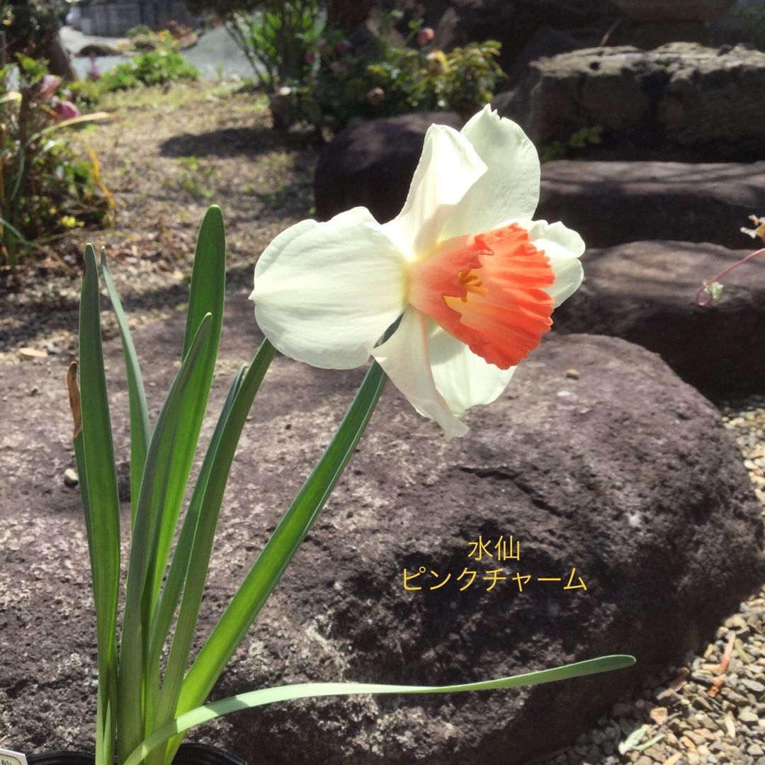 紫陽花11品種の地植え ばらと猫とフラメンコ 楽天ブログ