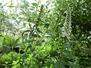IMG_8507ss.jpg