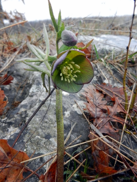DSCN0940.JPG