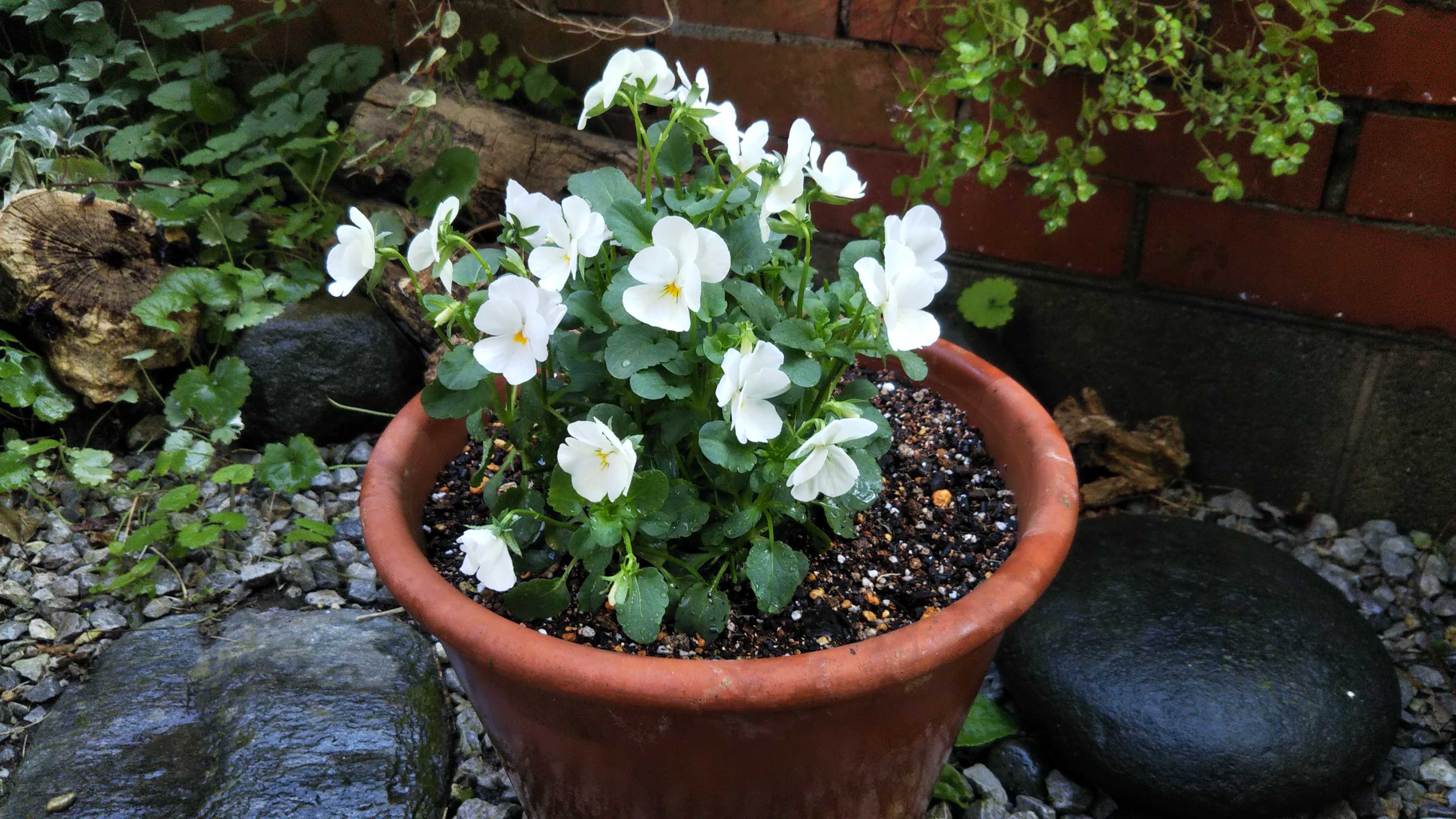 ディージェイの植え付け ダリアの球根掘りました シェードガーデンと猫 楽天ブログ