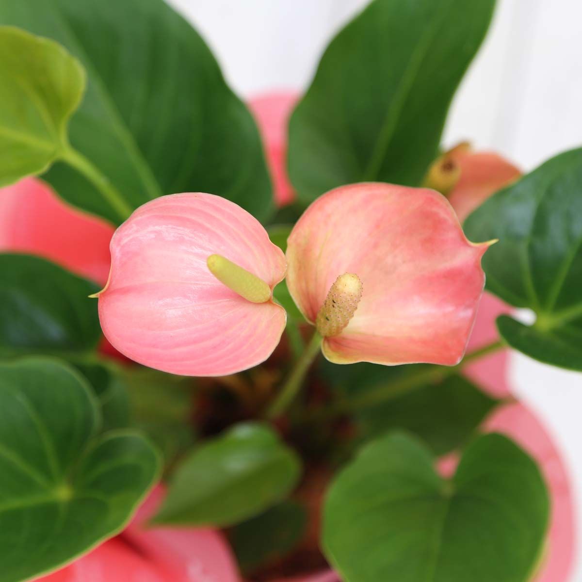 ハート形のお花と葉が楽しめる 珍しいピンク色のアンスリウム 観葉植物でリラックス 楽天ブログ
