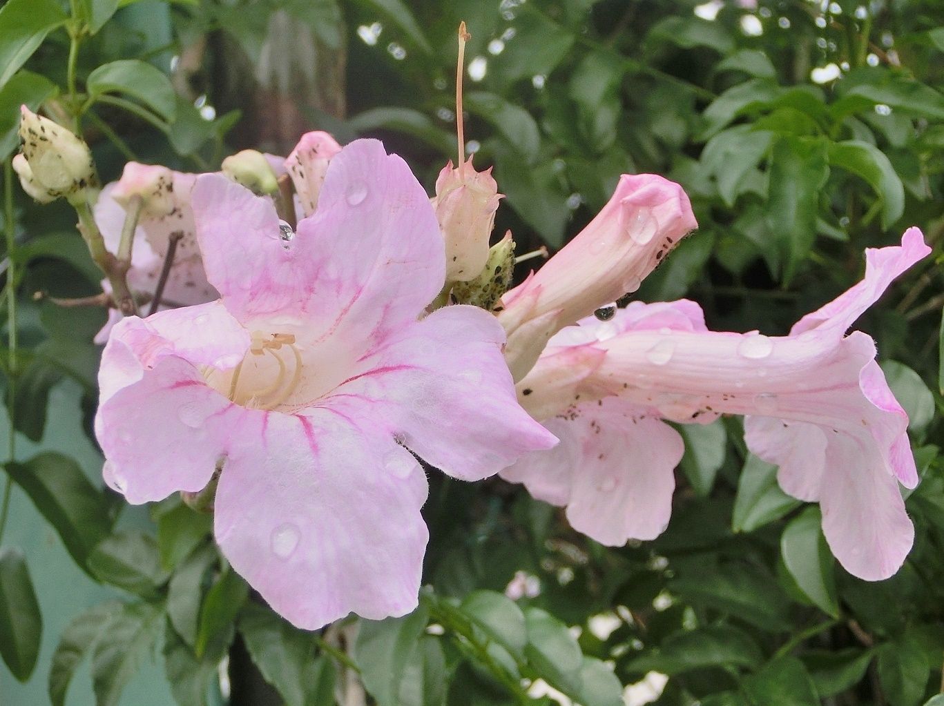 ノウゼンカズラ ピンクノウゼンカズラ だい のひとりごと 楽天ブログ