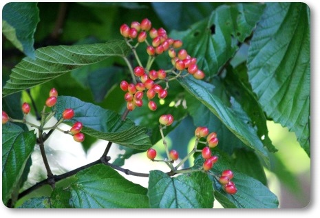 県民の杜-9 ガマズミ 13.9.17