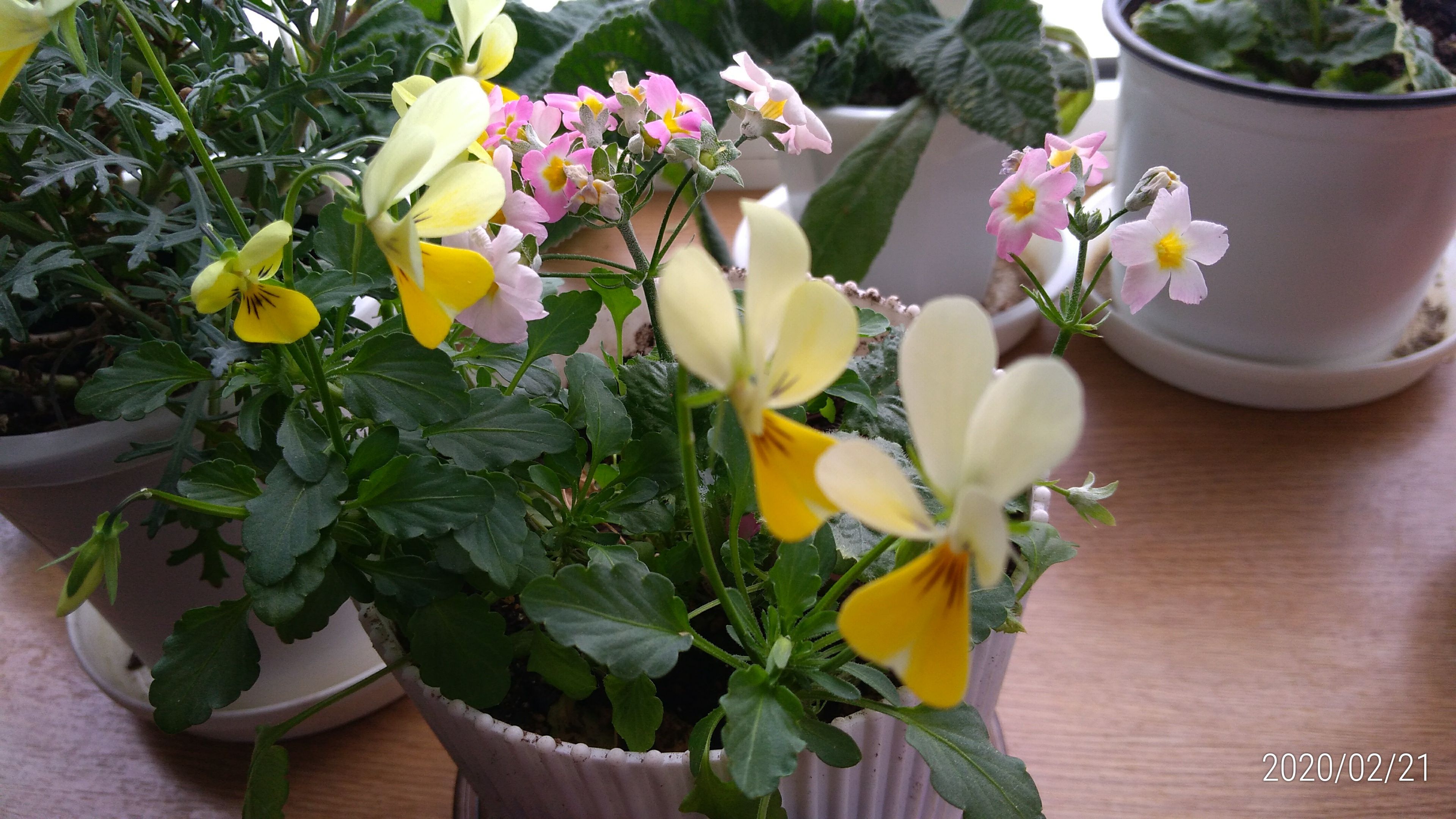 ポインセチアの花と実 花に癒されて 楽天ブログ