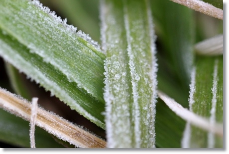 自宅の庭-3 初霜-3 13.12.9