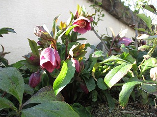 IMG_7420ss.jpg