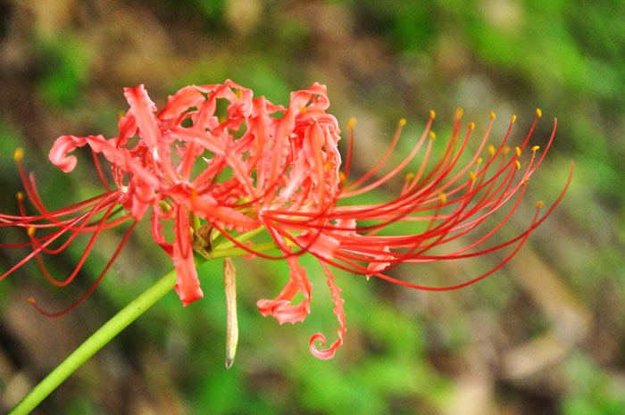 花６