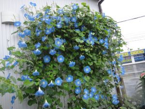 今日のヘブンリーブルーの開花は?個