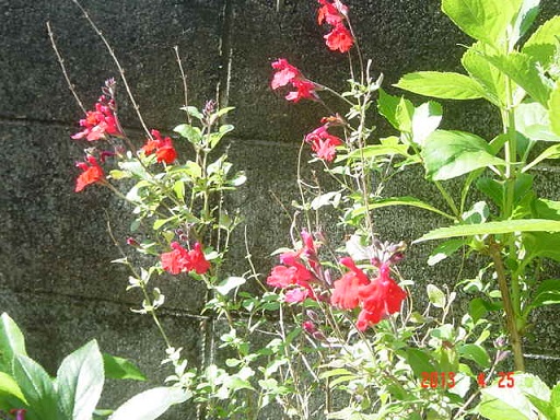 DSC01047.JPG
