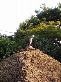 京都 049.jpg