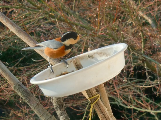 2015年、伊豆の正月。 020.jpg