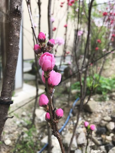 福島 飯坂 日帰り温泉 いいざか 花ももの湯 ホテル聚楽
