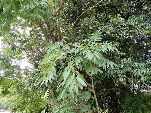 ムクロジ (2).JPG