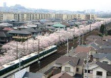 20120411交野の桜.jpg