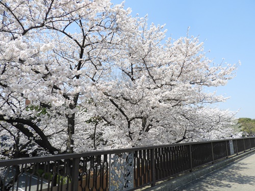 光が丘公園の桜